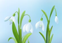 Understanding Lily of the Valley Poisoning Lily of the Valley Poisoning