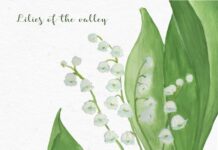 Lily of the Valley in Gardening and Landscaping Lily of the valley garden