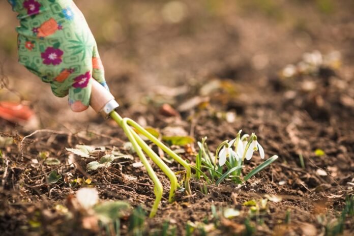 Planting Lily of the Valley